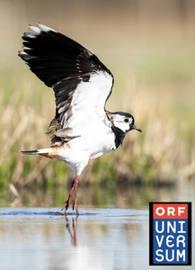 LA VALLE ALPINA DEL RENO - DOVE LA NATURA SI REINVENTA