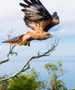 Universum - Migrazione degli uccelli – Life On The Wing